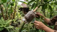 Cara Cangkok Alpukat agar Cepat Berakar dan Tumbuh Subur di Rumah