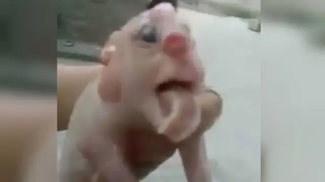 Anak Babi 'Mutan' Ini Memiliki Penis di Wajahnya