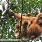 Hutan tempat berdiamnya bayi orangutan Tapanuli kembar kini terancam rusak akibat proyek pembangunan. (dok. Sumatera Orangutan Conservation Programme/Reza Efendi)