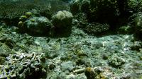 Taman laut ini memiliki biodiversitas kelautan salah satu yang tertinggi di dunia. Selam scuba menarik banyak pengunjung ke pulau ini (7/9/2014) (Liputan6.com/Faisal R syam)