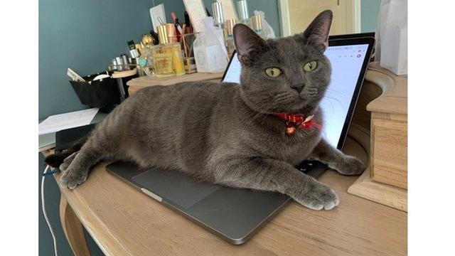 7 Tingkah Laku Nyeleneh Hewan Peliharaan Ini Bikin Geregetan