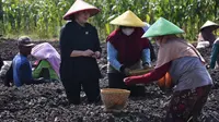 Ketua DPR RI Puan Maharani saat bertemu dan dialog langsung dengan petani bawang merah di Brebes. Foto (Istimewa)