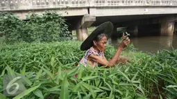 Banyaknya lahan kosong di bantaran Kanal Banjir Timur dimanfaatkan warga untuk bercocok tanam yang hasilnya dikonsumsi serta dijual ke pasar, Jakarta, Selasa (13/9). (Liputan6.com/Immanuel Antonius)