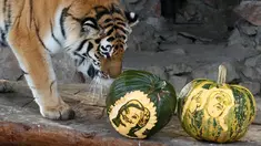 Harimau bernama Yunona mengendus labu berukir wajah calon Presiden AS di kebun binatang Royev Ruchey di Krasnoyarsk, Rusia, Senin (7/11). Kebun binatang ini menampilkan hewan peramal. (REUTERS/Ilya Naymushin)