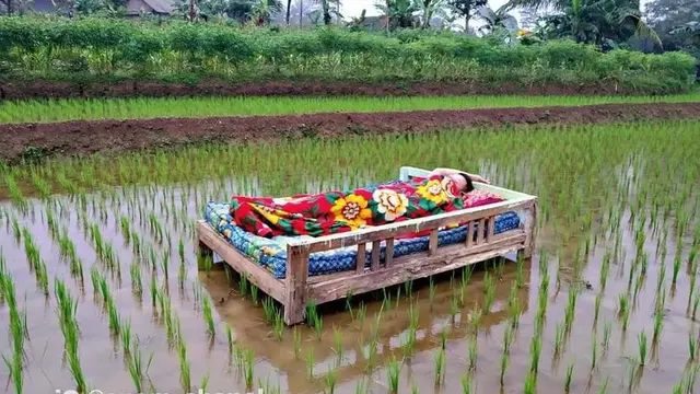 6 Momen Rebahan Santai di Sawah Ini Curi Perhatian, Kocak