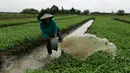 Petani menyiram tanaman di area belakang Bandara Soekarno-Hatta, Tangerang, Jumat (6/1). Warga mengaku hasil tani tersebut selain untuk dikonsumsi sendiri juga untuk dijual. (Liputan6.com/Angga Yuniar)