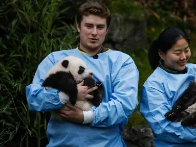 Anak kembar panda raksasa diperkenalkan kepada publik  di taman margasatwa Pairi Daiza, Brugelette, Belgia, Kamis (14/11/2019). Panda kembar berjenis kelamin jantan dan betina yang lahir pada Agustus 2019 itu diberi nama  "Bao Di" (kanan) dan "Bao Mei".  (AP/Olivier Matthys)