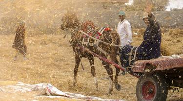 Seorang petani di atas kereta kuda di tengah sekam dari pabrik gandum di sebuah peternakan di provinsi Delta Nil al-Sharqia, Mesir, Rabu (11/5/2022). Mesir sedang mencoba untuk meningkatkan produksi gandum dalam negeri karena perang di Ukraina telah tegang pasokan gandum internasional. (AP Photo/Amr Nabil)