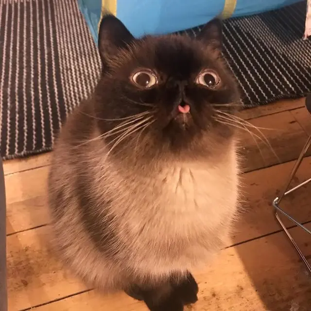 kucing viral bernama Ikiru