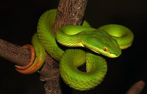 Ular Hijau Ekor Merah Apakah Berbisa? (Foto: Wikimedia Commons)