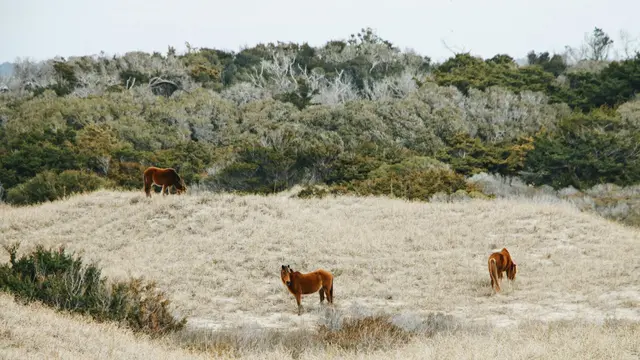 Shackleford Banks