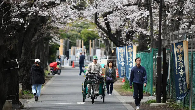 Jalan-Jalan Menikmati Pemandangan Bunga Sakura di Tokyo