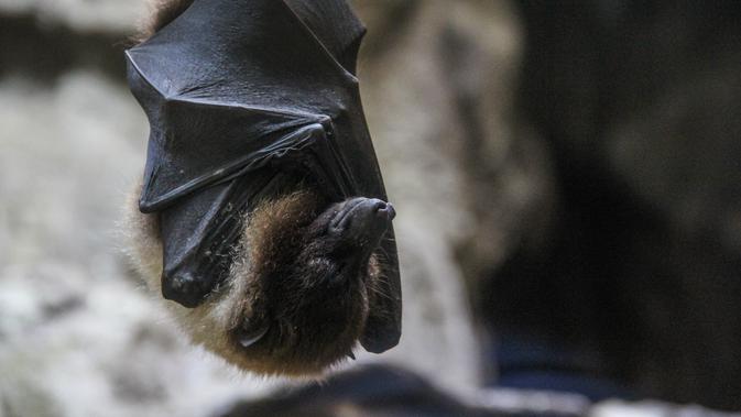 Virus Nipah Belum Masuk Indonesia, Menkes Budi Sudah Siapkan Reagen PCR