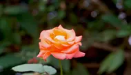 7 Tanaman Mawar dengan Bunga Warna Orange, Pilihan Mempercantik Taman