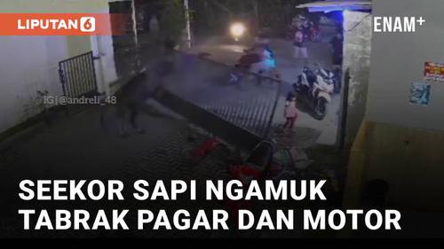 VIDEO: Hendak Diturunkan dari Mobil, Seekor Sapi Ngamuk Tabrak Pagar dan Motor