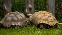 Ilustrasi mimpi, hewan kura-kura. (Photo by Jeffrey Hamilton on Unsplash)
