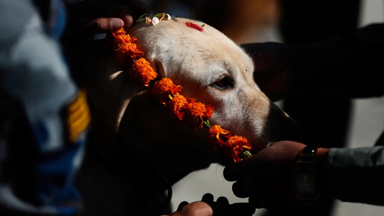 Festival Anjing di Nepal