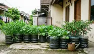 13 Tanaman Sayur yang Paling Cepat Panen di Galon Bekas, Solusi Berkebun Hemat