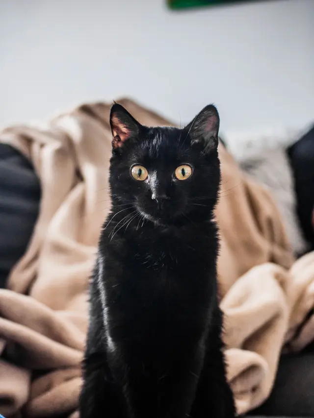 7 Arti Mimpi Kucing, Dipercaya Membawa Keberuntungan