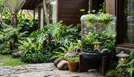 Cara Menyulap Galon Bekas Menjadi Kolam Mini Bergaya Jepang, Estetik dan Menenangkan di Sudut Rumah