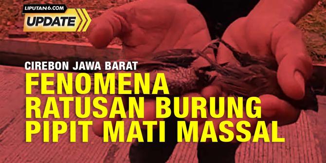 Liputan6 Update: Misteri Burung Pipit Mati Massal di Cirebon