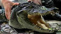 Mengerikan, Jasad Manusia Ditemukan di Dalam Mulut Buaya
