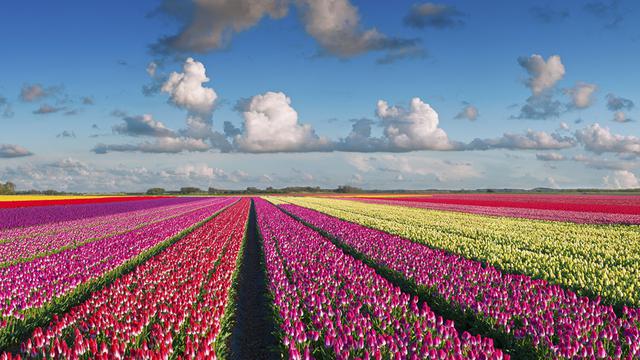 Buka Selama 71 Tahun, Taman Tulip Tercantik Ini Tutup Pertama Kali Akibat Corona