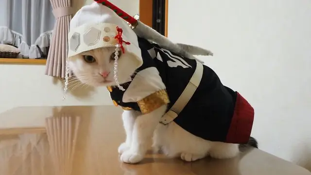 Pria Ini Membuat Kostum Ala Tokoh Anime Untuk Kucingnya, 6 Hasilnya Bikin Takjub