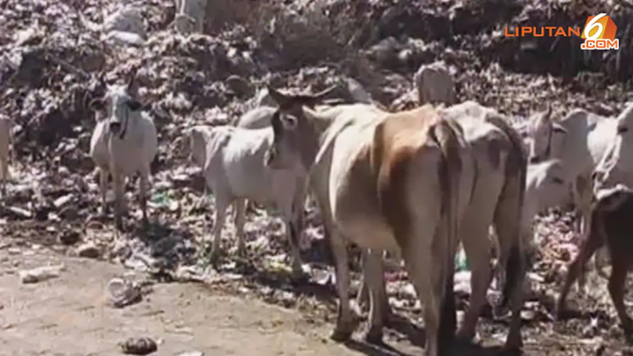 sapi-sampah-130925-b.jpg