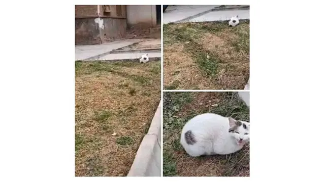 7 Potret Kucing saat Berkamuflase Ini Bikin Mikir Keras