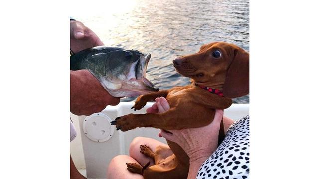 Tak Disangka 7 Potret Tingkah Laku Hewan Ini Seperti dalam Film