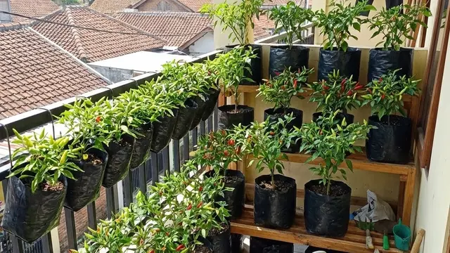 Kebun Sayur Kecil di Balkon Kos (Foto: AI)
