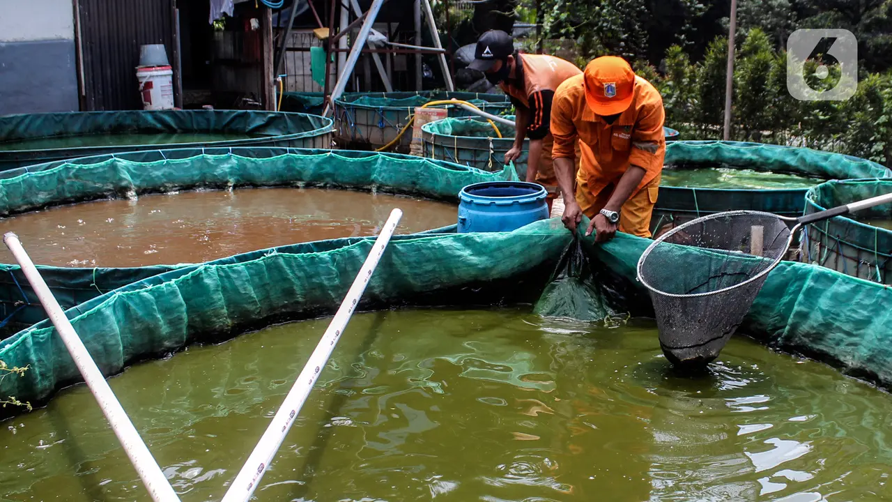 Melihat Budidaya Ikan Menggunakan Sistem Bioflok