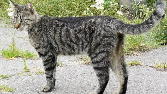 Kucing mujair (Image by Wikipedia)