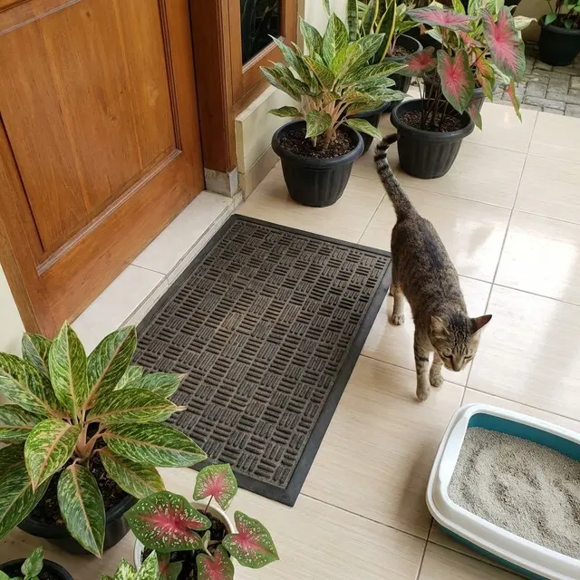 Cara Agar Keset Tidak Dikencingi Kucing
