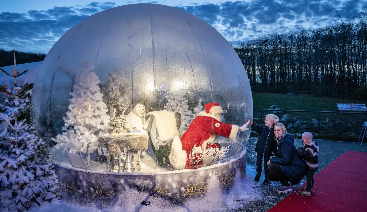 Seseorang yang berpakaian seperti Sinterklas terlihat dalam bola salju seukuran aslinya saat membuka musim Natal di Kebun Binatang Aalborg, di tengah krisis virus corona yang berlanjut, di Aalborg, Denmark pada Jumat (13/11/2020). (Henning Bagger / Ritzau Scanpix / AFP)