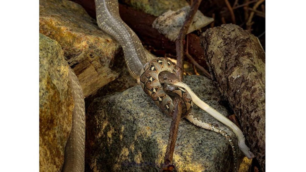 Jenis Bebatuan yang Menarik Ular Kobra Bertelur di Halaman Rumah