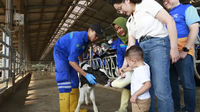 Nagita Slavina dan Cipung diajak berkeliling ke berbagai fasilitas peternakan dan pengolahan susu.