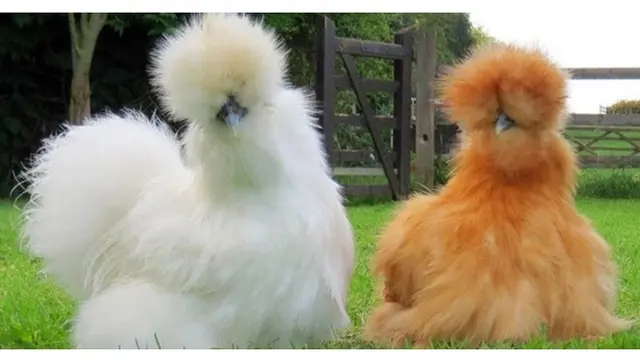 Tak Hanya Manusia, 7 Hewan Ini Juga Alami Bad Hair day
