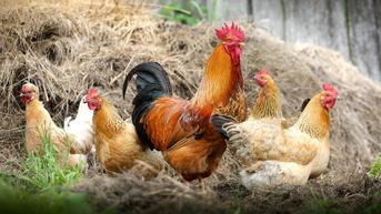 Resep Ayam Cincane: Olahan Ayam Kampung Khas Samarinda