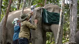 Pemasangan dilakukan di kantong gajah Tesso Tenggara, yang merupakan habitat sekitar 30 individu gajah liar. Foto yang diambil pada 6 November 2025 menunjukkan petugas dari Pusat Konservasi Sumber Daya Alam Riau (BBKSDA Riau) memasang kalung GPS pada seekor gajah betina liar Sumatra yang telah dibius dan ditutup matanya untuk mengurangi rangsangan visual, di kawasan konservasi Tesso Tenggara, Kabupaten Pelalawan, Riau. (Wahyudi/AFP)