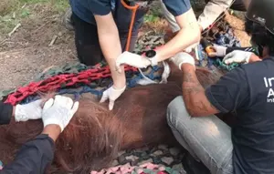 Orangutan yang Pingsan Terpapar Asap Kebakaran Hutan Kalimantan Akhirnya Mati