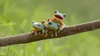  Tiga ekor katak jenis Reinwardt's diabadikan oleh fotograger Hendy Mp, di dekat rumahnya di Sambas, Kalimantan Barat.(dailymail)