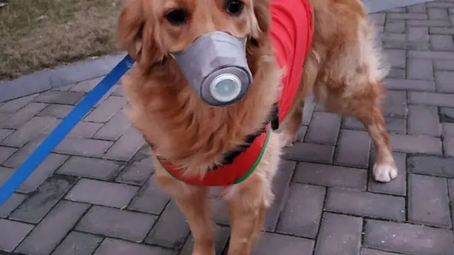 anjing Pakai Masket di China