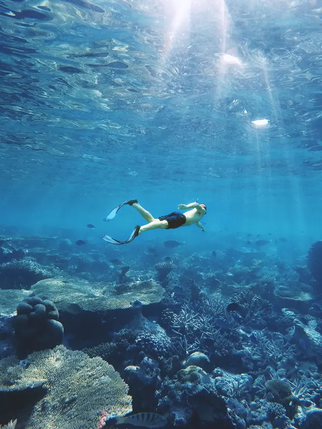 2 Turis Asing Tewas Diserang Hiu Ganas Saat Berenang di Laut Merah Mesir