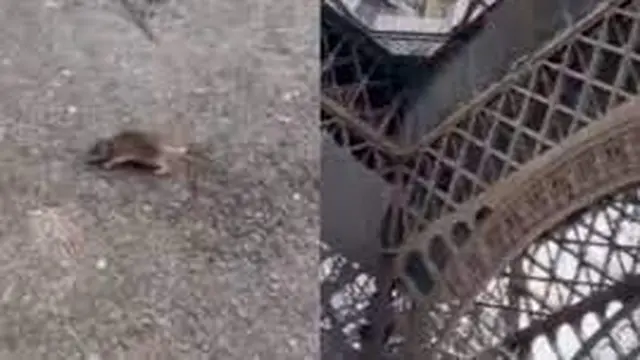 6 Potret Paris yang Dipenuhi Tikus, Populasinya Disebut Lebih dari Warga