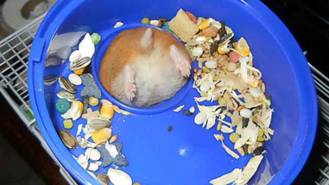 7 Potret Kocak Hewan Saat Terjebak, Minta Bantuan Manusia untuk Dilepaskan