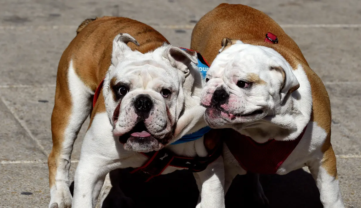 Dua anjing Bulldog saat berkumpul untuk meraih Rekor Guinness di Mexico City di Meksiko (26/2). Awalnya anjing ini dipelihara sebagai anjing adu/petarung, sehingga Bulldog merupakan anjing yang agresif dan tangguh. (AFP/Alfredo Estrella)