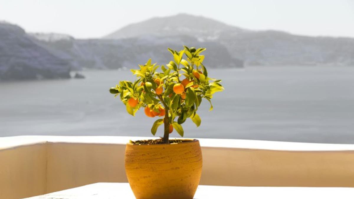 7 Faktor Penyebab Buah di Pot Besar Tapi Rasanya Tetap Asam, Pahami untuk Optimalkan Perawatan