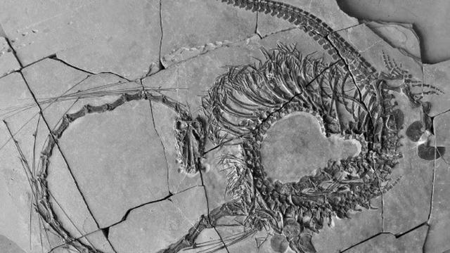 Ilustrasi fosil Dinocephalosaurus